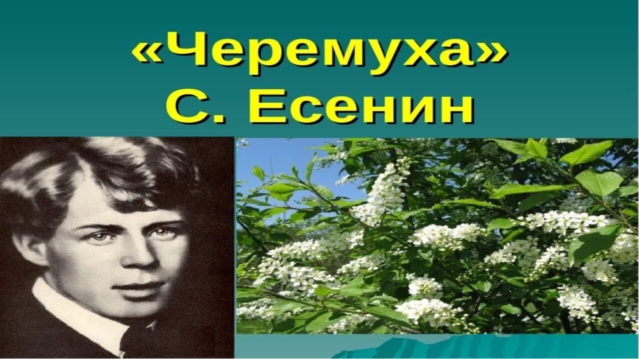 Черемуха иллюстрация Есенин Александрович. Есенин черёмуха душистая.