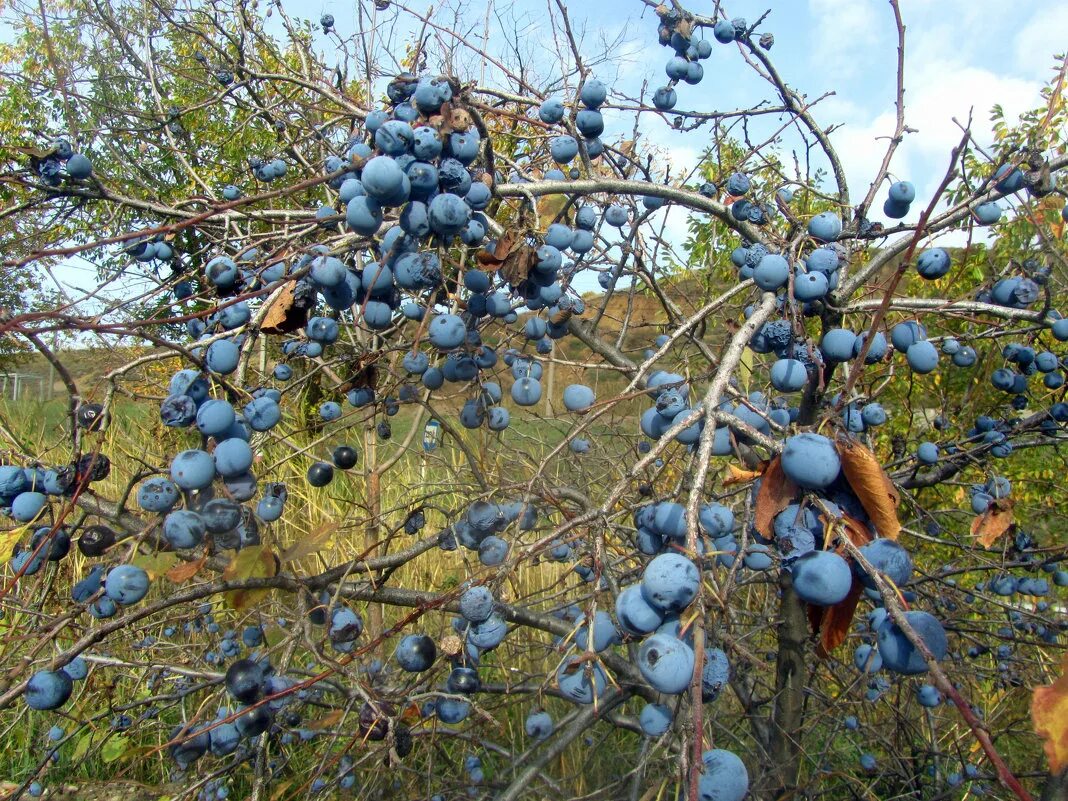 Терновник. Прунус маритима. Слива колючая. Терновники рассказ. Ветка терновника.