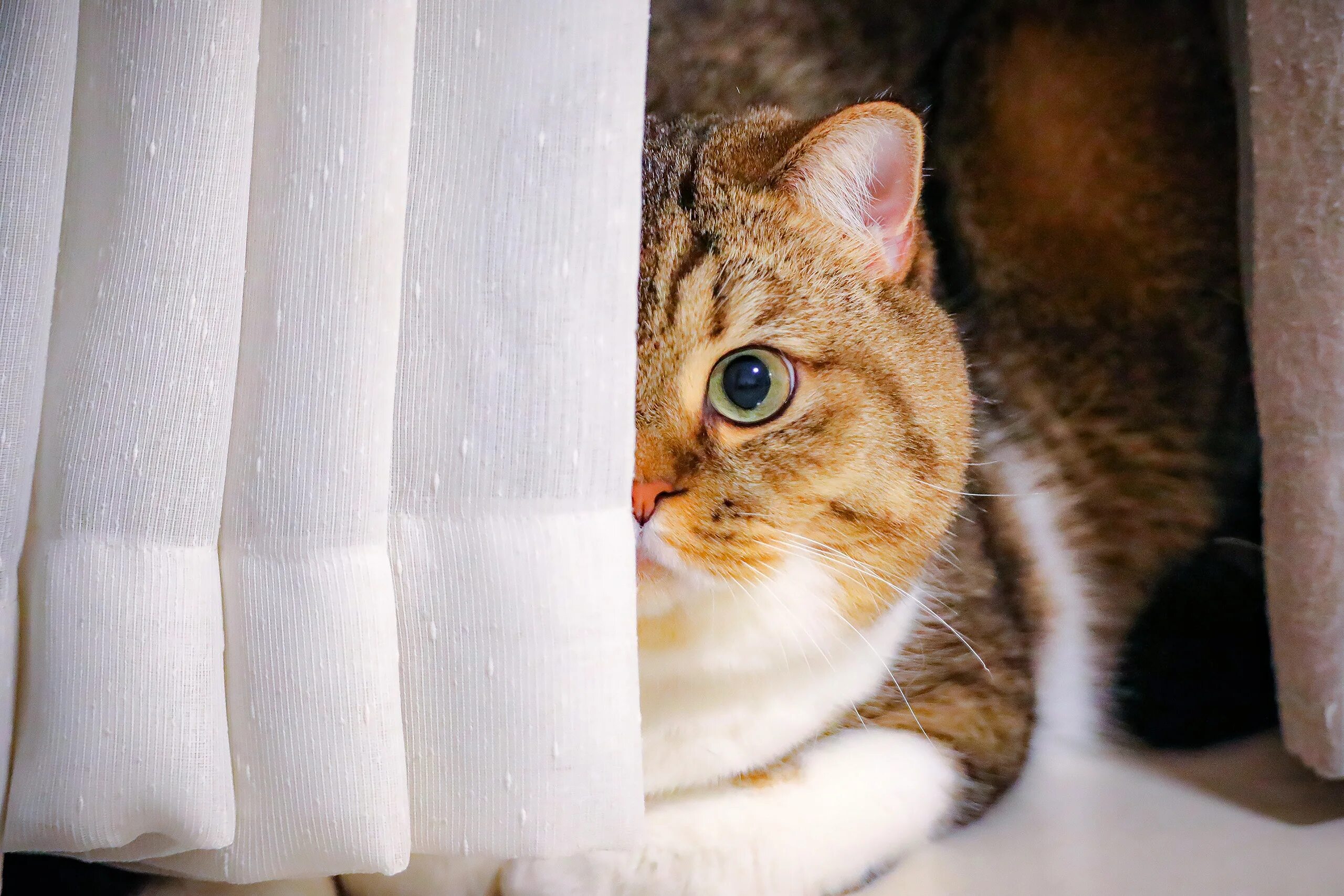 Обои кошки. Выглядывает видео. Кот выглядывает. Кот выглядывает. Любопытный кот.