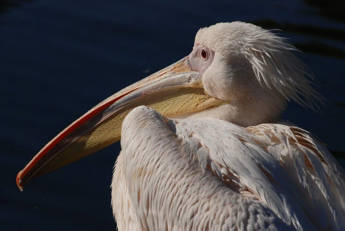 Рыба из клюва пеликана где. Розовый пеликан. розовый пеликан (pelecanus onocrotalus). клюв пеликана. белый пеликан.