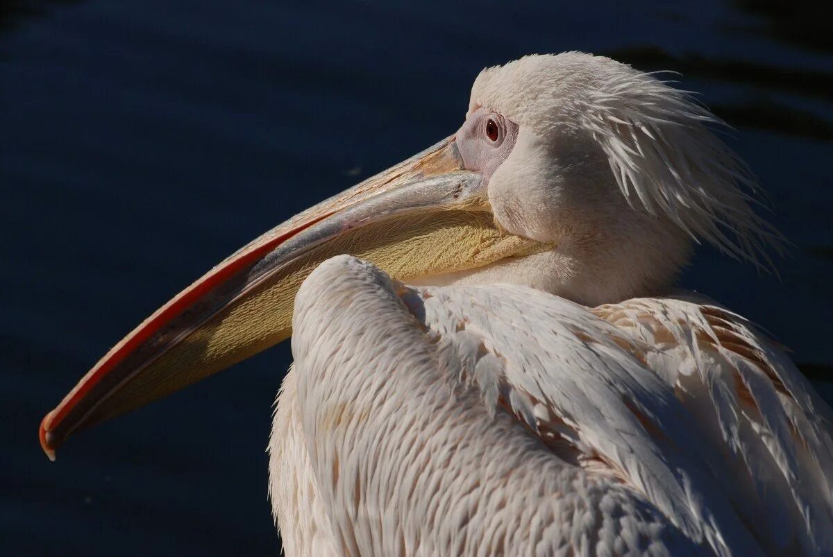 Рыба из клюва пеликана геншин. Розовый Пеликан. Розовый Пеликан (Pelecanus onocrotalus). Клюв пеликана. Пеликан в Африке.