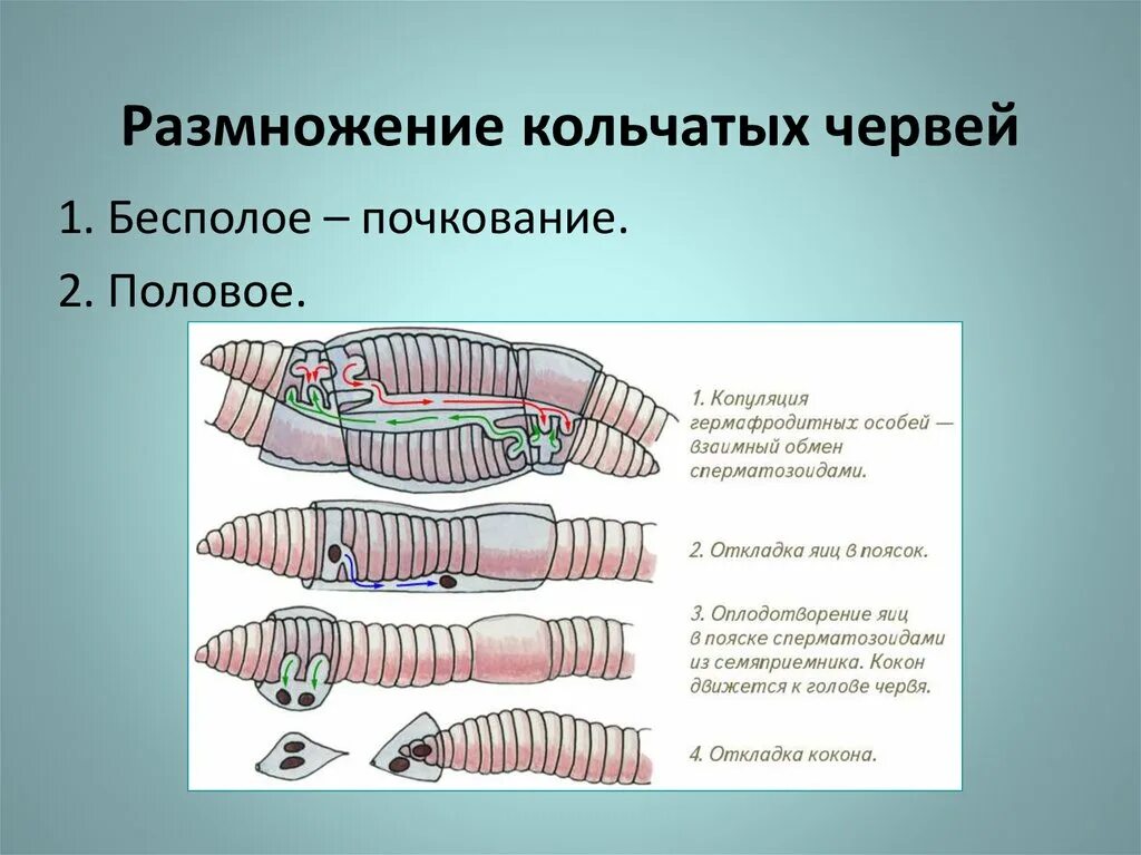 Развитие систем органов у червей. Половая система кольчатых червей 7 класс. Тип кольчатые черви половая система. Тип кольчатые черви размножение. Система размножения кольчатых червей.