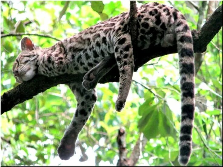 Дикие кошки колумбии фото с названиями Young margay (Leopardus wiedii), a small, nocturnal wild cat native to Central a
