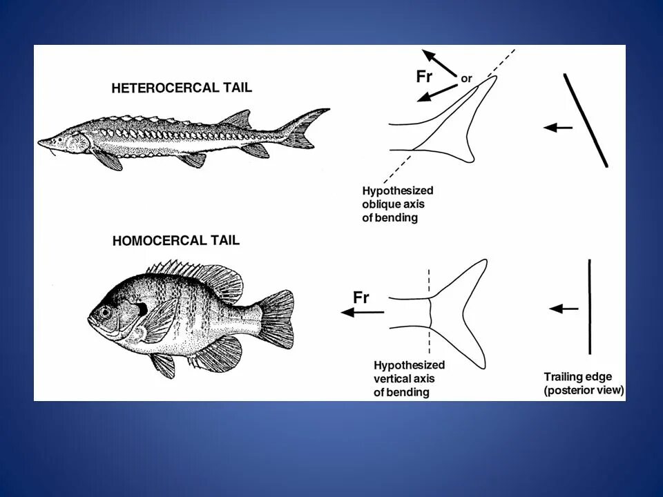Метод tail. Homocercal tail. класс рыбы тест. класс рыбы рефлексы.