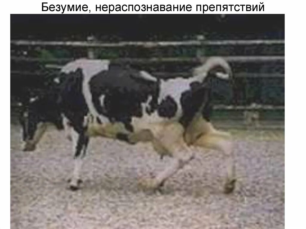 Губкообразная энцефалопатия крс. Губчатая энцефалопатия крс. губкообразная энцефалопатия (гэ крс). губчатая энцефалопатия крупного рогатого скота (гэкрс).
