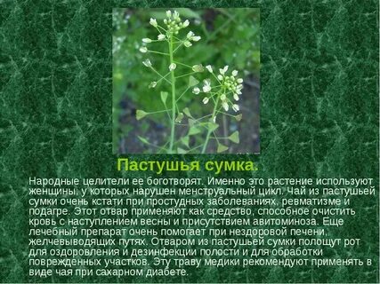 Внешнее строение травянистого цветкового растения пастушья сумка