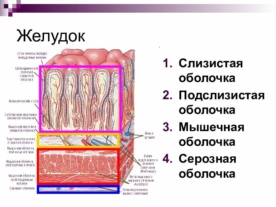 Строение стенки желудка анатомия. Строение оболочки стенки желудка. Строение стенки пищеварительной трубки анатомия. Слои стенки желудка анатомия. Слизистая оболочка желудка состоит из