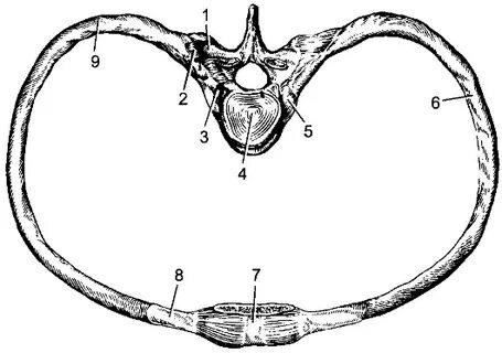 Articulatio capitis costae