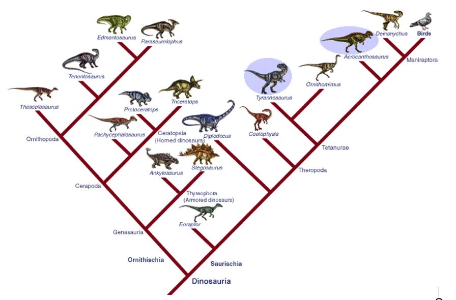 Филогенетическое Древо птиц. Филогенетическое Древо динозавров. Эволюционное Древо курицы. Эволюционное дерево птиц. Эволюционные изменения птиц