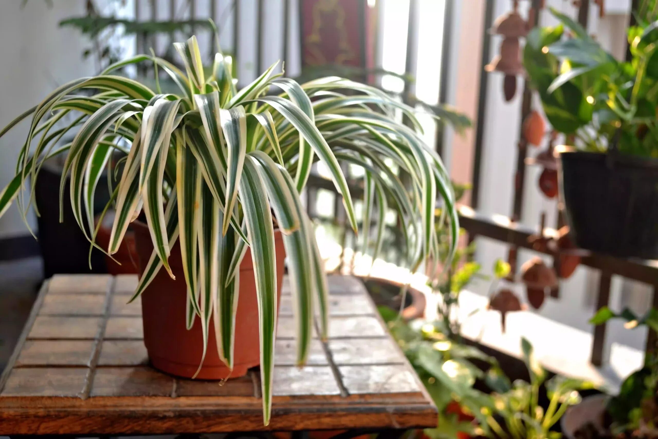Как часто поливать хлорофитум. Хлорофитум хохлатый chlorophytum comosum. хлорофитум капский хохлатый. хлорофитум хохлатый вариегатный. хлорофитум комосум.