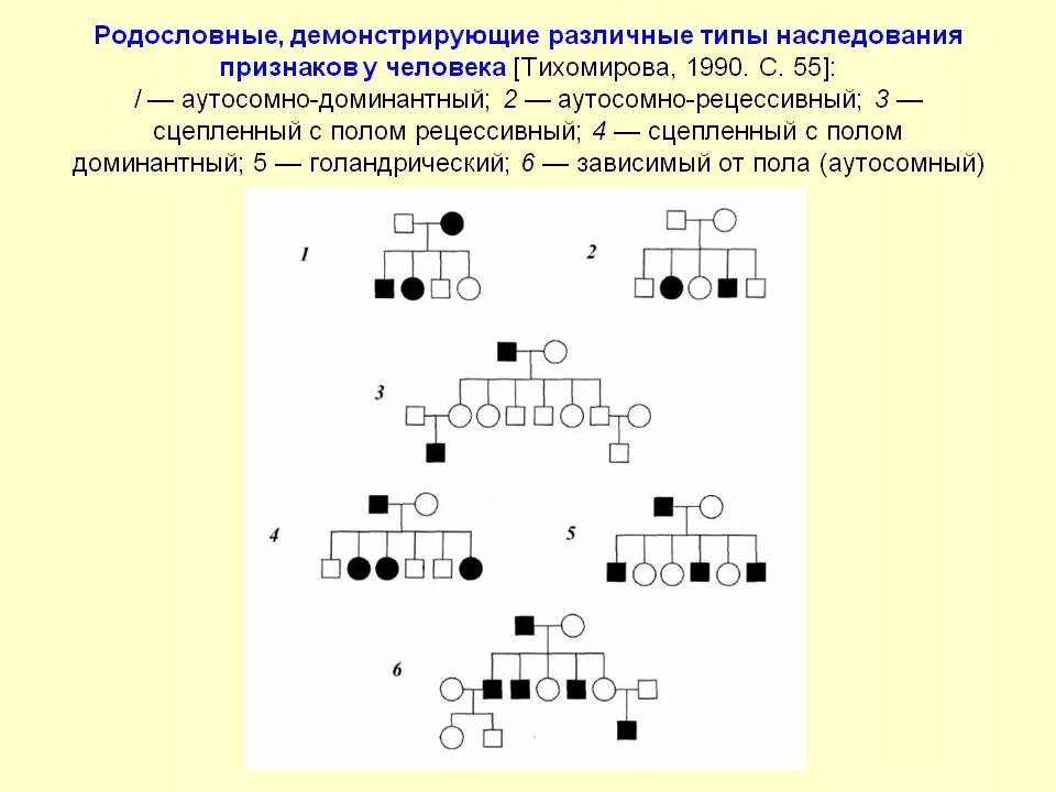 Отец имеет короткие ресницы рецессивный аутосомный