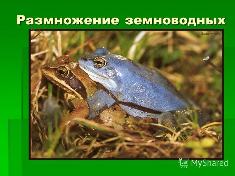 Размножение в воде у земноводных. Размножение земноводных. класс амфибии размножение. место размножения земноводных. класс земноводных размножение.