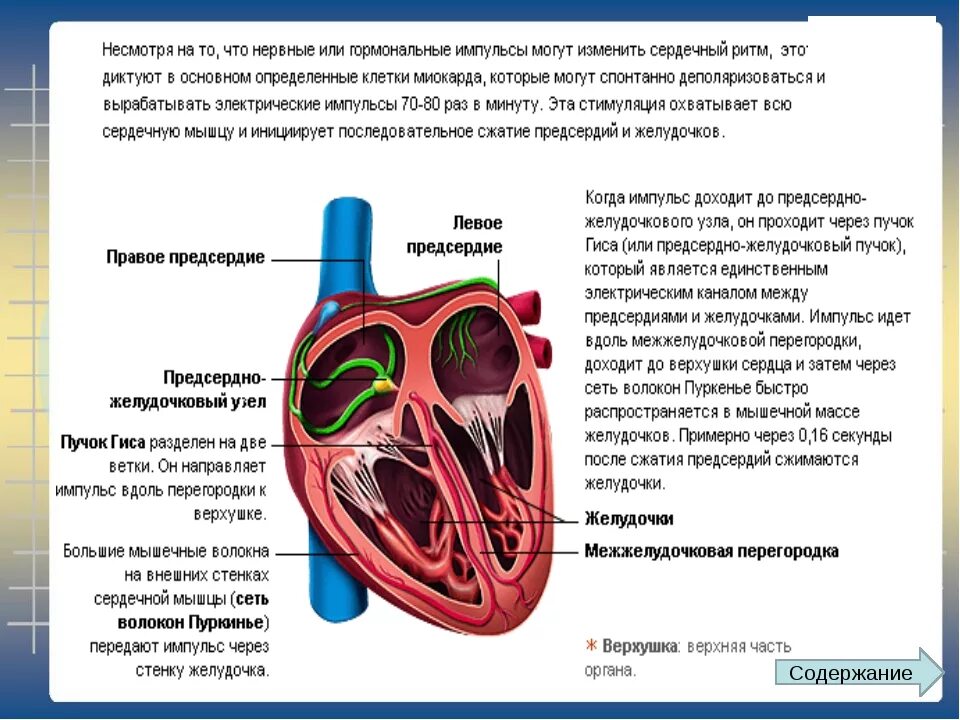 Стенки правого желудочка. Стенки желудочков сердца. Стенки левого желудочка сердца. Стенки левого и правого желудочка.