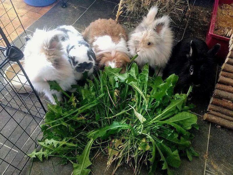 Можно ли кроликам крапиву. Трава для декоративных кроликов. Зелень для кролика декоративного. Кролик в траве. Люцерна для кроликов.