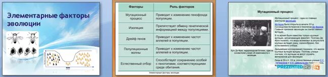 Элементарные факторы эволюции. Элементарные факторы эволюции фото. Элементарные факторы эволюции таблица. Элементарные эволюционные факторы 9 класс.