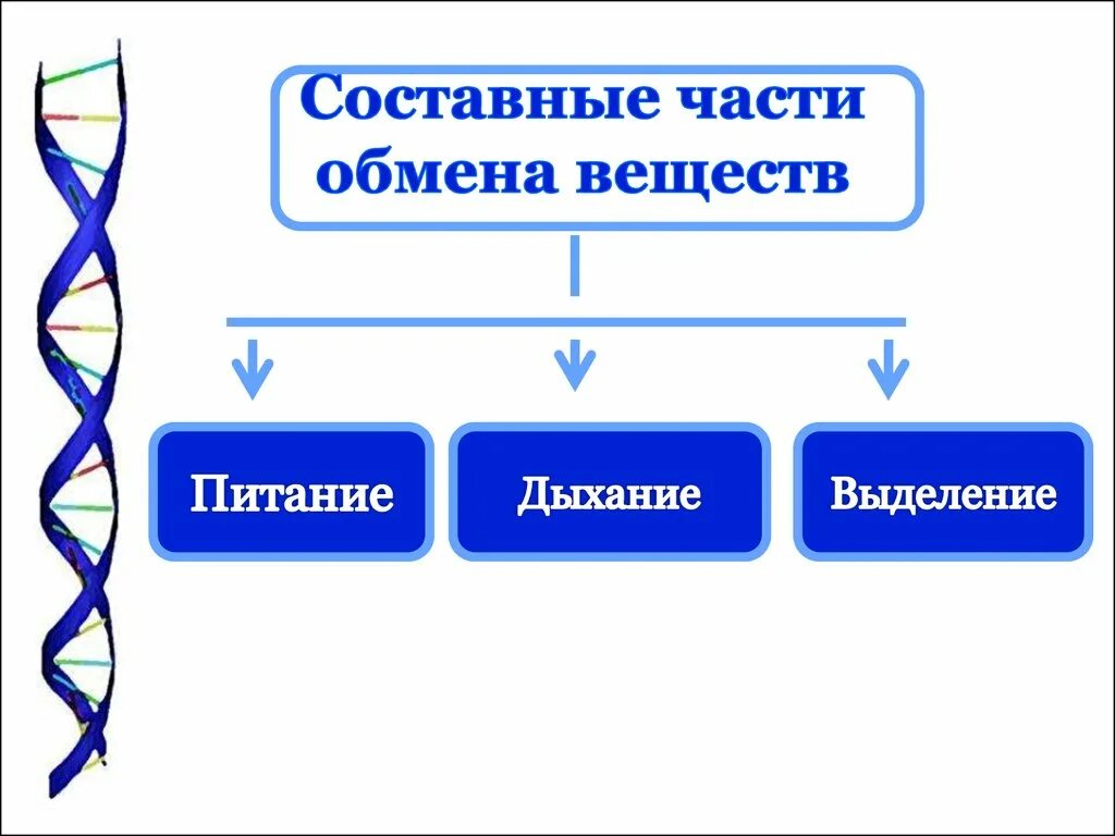 Составные части обмена веществ. Питание дыхание выделение обмен веществ. Составные части обмена веществ метаболизм. Питание как составная часть обмена веществ.