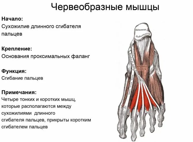 Работа мышцы стопы. Червеобразные мышцы стопы анатомия. червеобразные мышцы стопы прикрепление. червеобразные мышцы mm. lumbricales. анатомия кисти мышцы разгибатели.