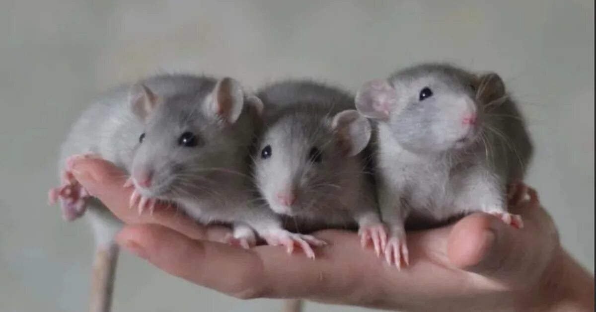 Крысы дамбо крысята. Разных крыс. Разные породы мышей. Разновидность грызунов домашних. Домашние породистые крысы.