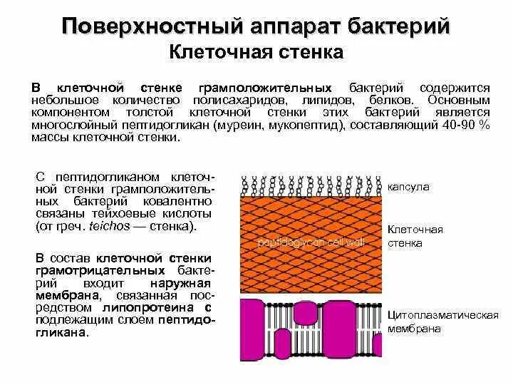 Клеточная стенка состоит из пептидогликана. Клеточная стенка грамположительных бактерий микробиология. Компоненты пептидогликана клеточных стенок бактерий. Клеточная стенка грамотрицательных бактерий муреин. Клеточная стенка грамположительных и грамотрицательных бактерий.