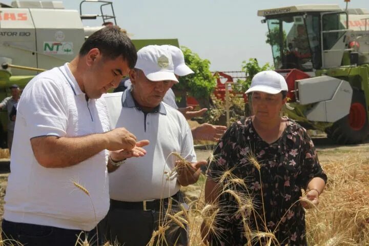 Фермеры продали 1364 т пшеницы. Праздник зерна в Туркменистане. Фермеры продали государству 1364 тонны пшеницы. Фермеры продали государству 1363 тонны пшеницы.