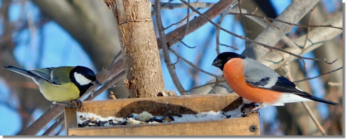 синица севастополь
