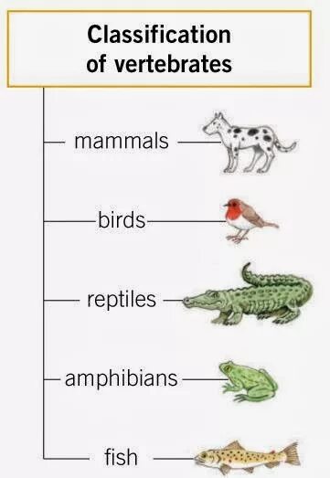 Reptiles mammals. Types of mammals. Classification of mammals. Mammals Reptiles Birds. Types of Reptiles.