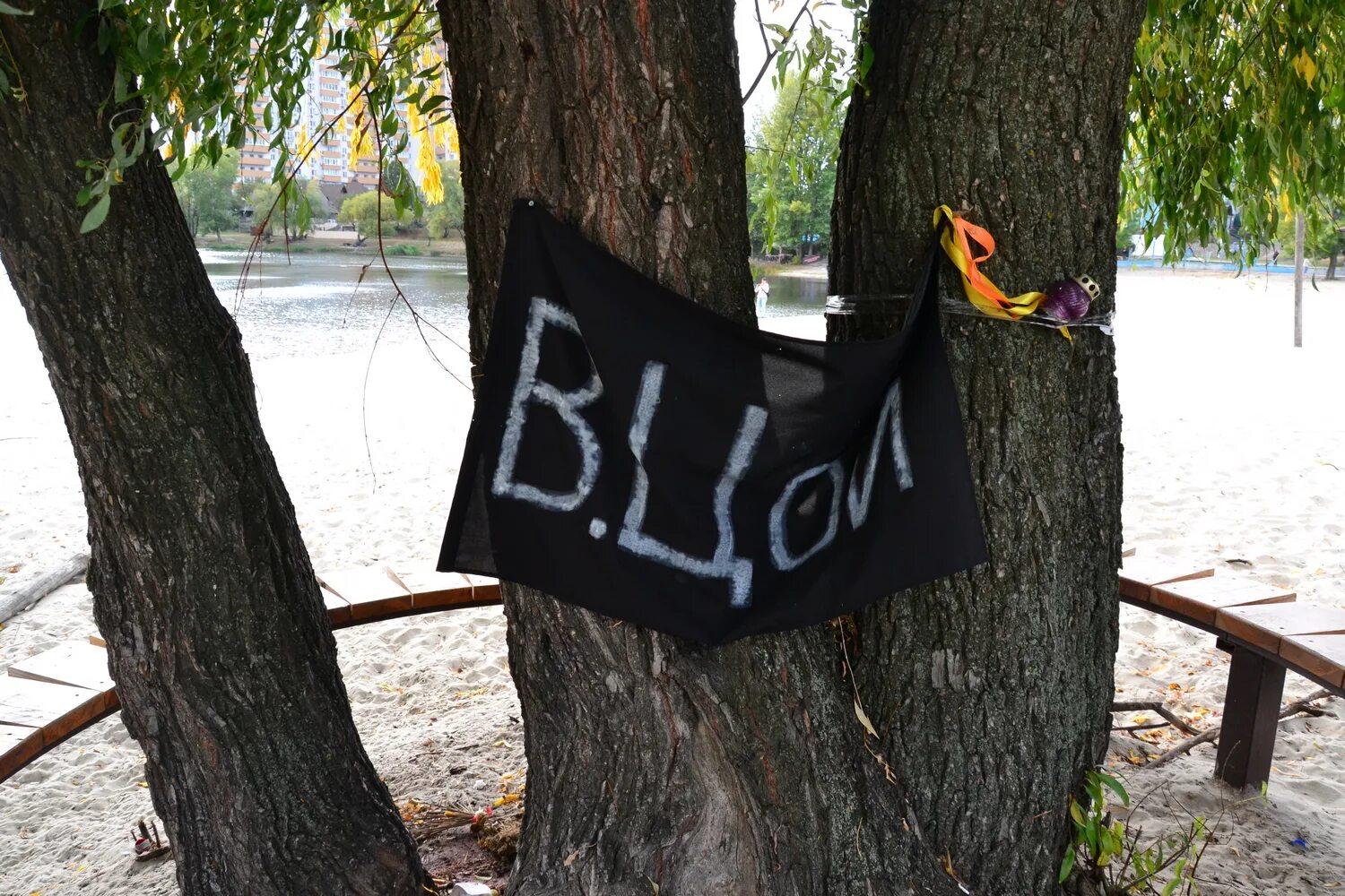 Дерево виктора цоя в киеве. Дерево цоя", которое растет у озера тельбин. Цой дерево. Цой пророк. Цой дерево.