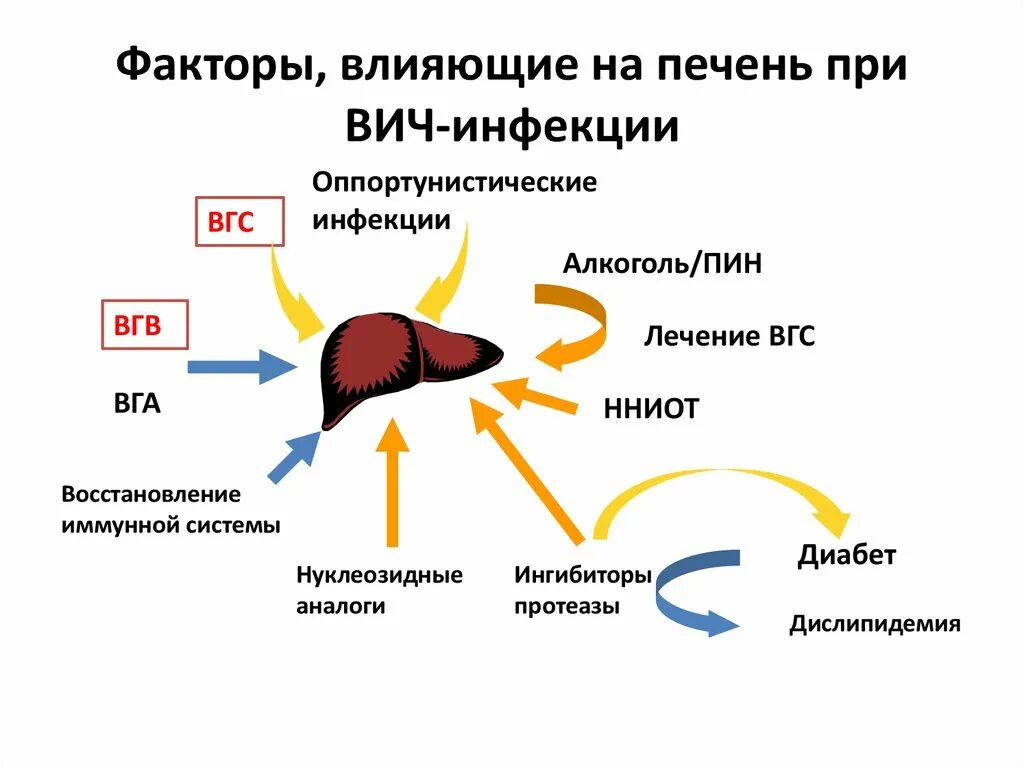 Почему может болеть печень. Факторы влияющие на печень.