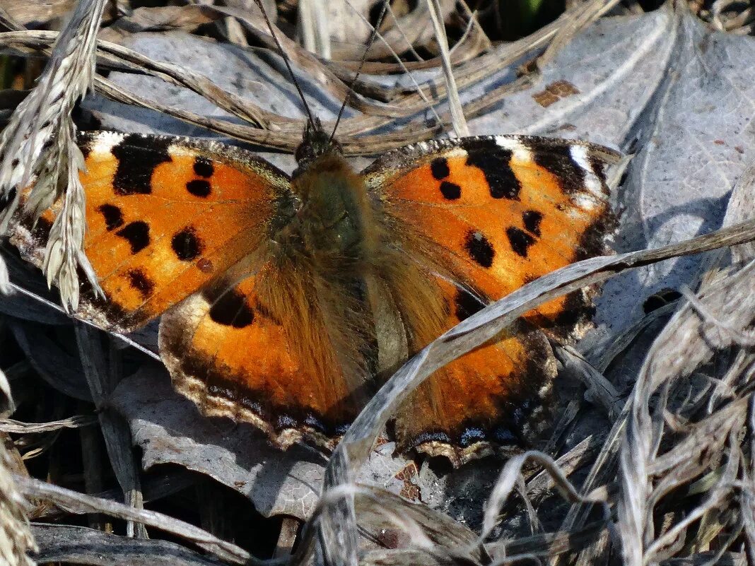 первые бабочки весной. бабочка лимонница весенняя. бабочки крапивницы ранней весной. первые бабочки весной. первые бабочки весной.