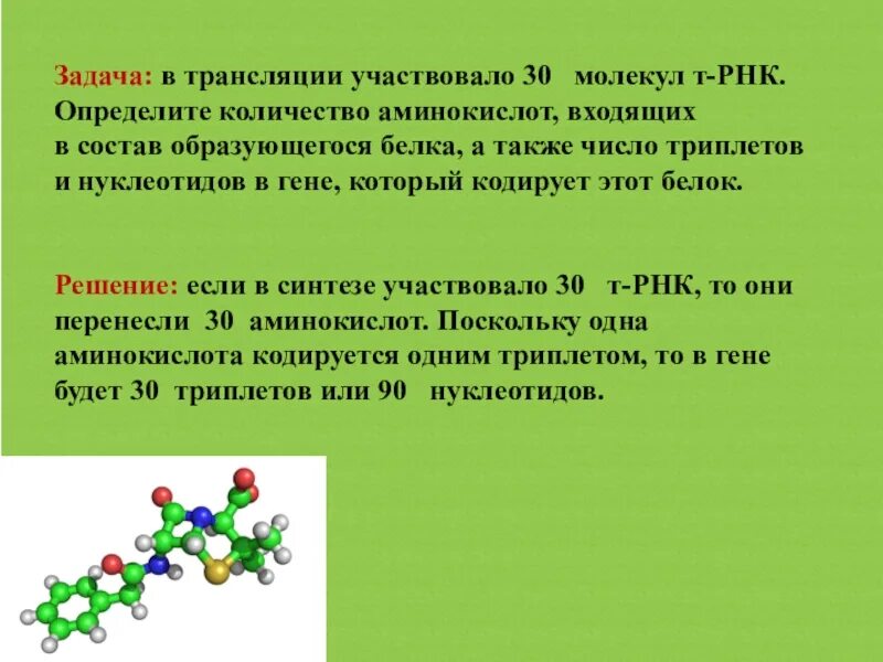 Молекула аминокислоты. Белки состоят из нуклеотидов. Состоит из молекул РНК И белка. ТРНК аминокислоты в задачах.