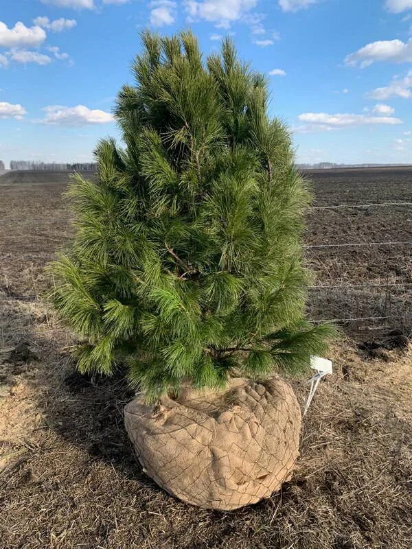 Кедр 02. Мохнатый кедр. Нож кедр 2. 0 уралэнергосервис. Нож steelclaw резервист.