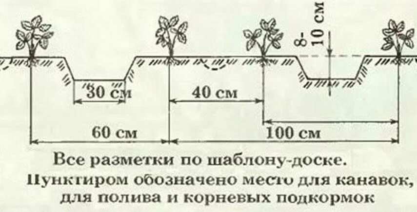 Посадка клубники расстояние между кустами и рядами. Схема посадки земляники в открытом грунте. Схема посадки ремонтантной земляники в открытом грунте. Схема посадки клубники в открытом грунте. Схема посадки клубники на грядке 1 метр.