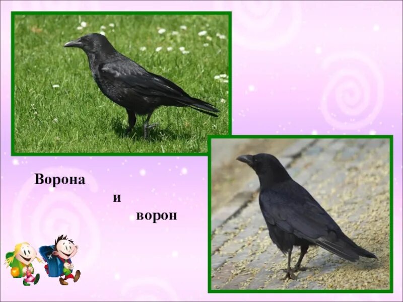 Чем отличается черный. Ворон и ворона. Ворон и ворона это разные птицы. Грач и ворона.