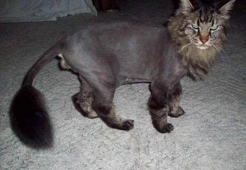 грумминг мейн куна. можно ли стричь мейн кунов. мейн кун стрижка. мейн кун стрижка лев. стриженный мейн кун.