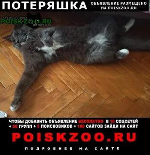 Пропало домашнее животное