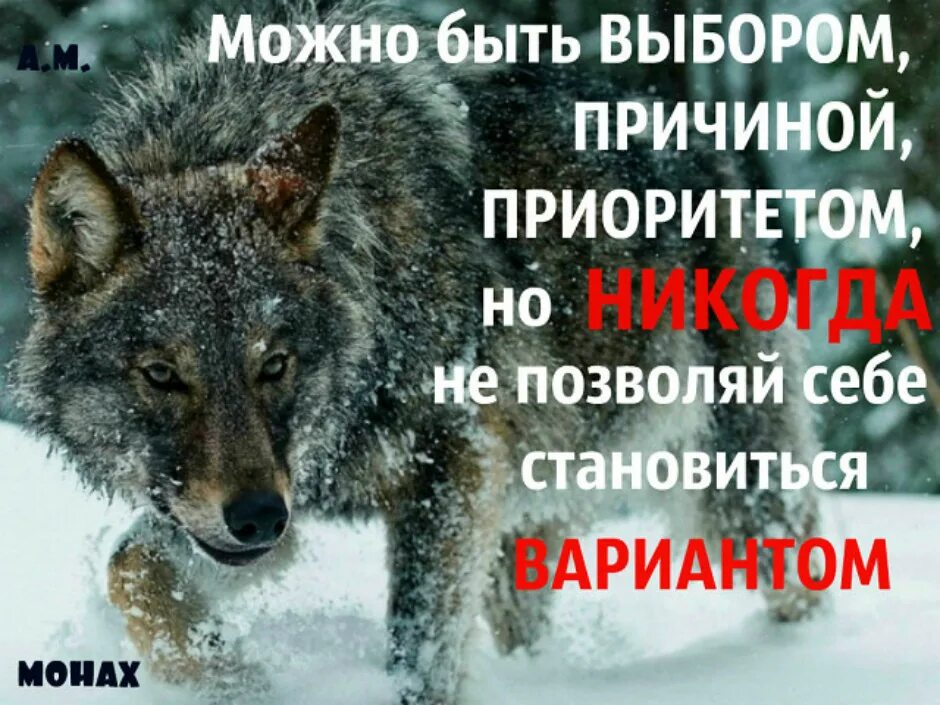 С волками жить все. Среди Волков жить по Волчьи выть. С волками жить по Волчьи. С волками жить по Волчьи выть картинки. С волками жить пословица.