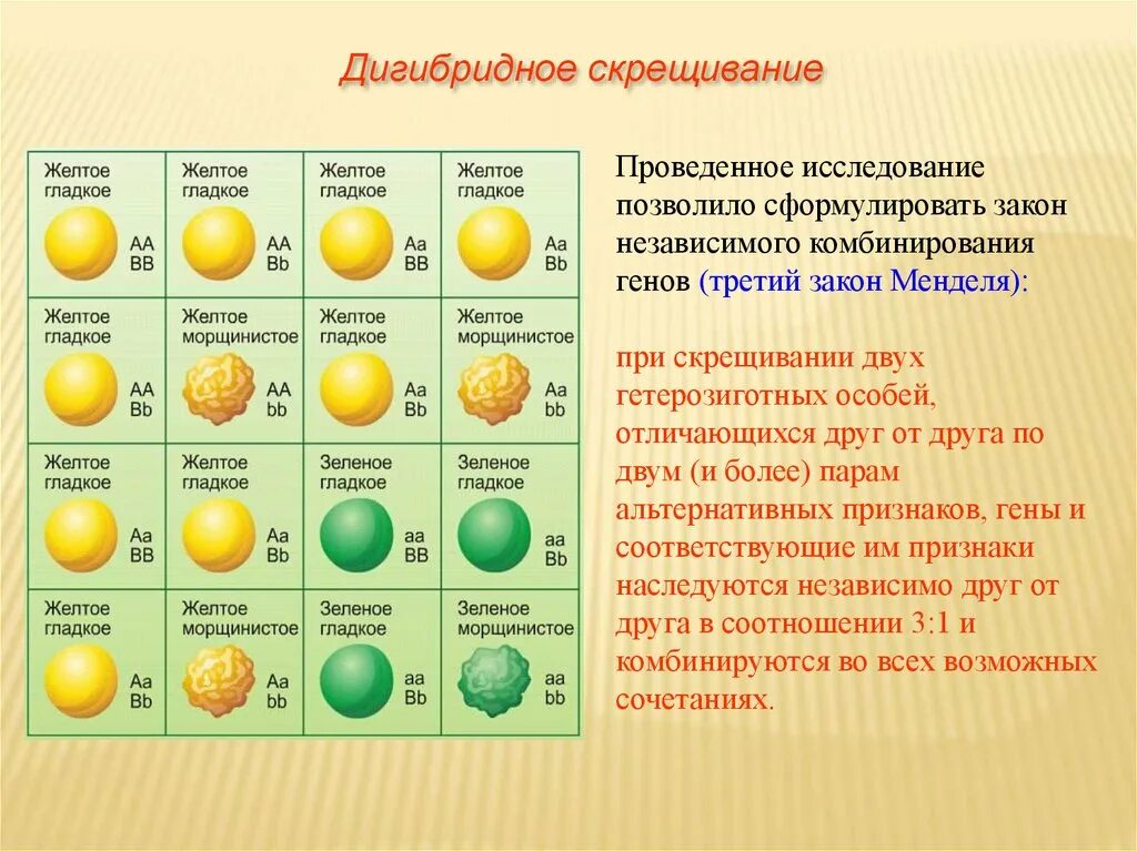 Расщепление по генотипу при дигибридном. Закон Менделя для дигибридного скрещивания. Биология 10 дигибридное скрещивание. Дигибридное и полигибридное скрещивание. Третий закон г. Менделя. Дигибридное дигетерозиготное скрещивание.