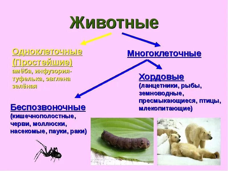 Презентация по биологии многообразие и значение животных. Царство животных беспозвоночные. одноклеточные беспозвоночные. одноклеточные беспозвоночные животные. многоклеточные организмы беспозвоночные.