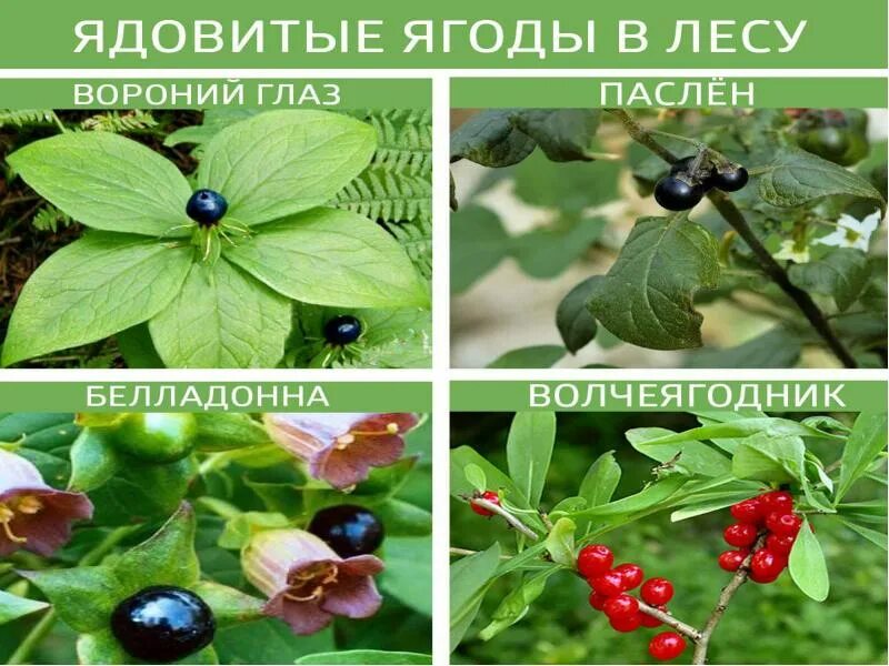 Ядовитые ягоды старшая группа. Ядовитые ягоды волчье лыко вороний глаз. Несъедобные ягоды 2 класс окружающий мир. Ядовитые ягоды старшая группа. Лесные ягоды названия несъедобные.