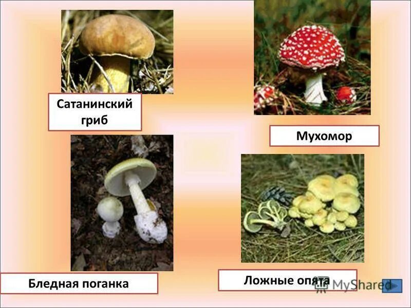 Бледная поганка ядовитые грибы. Мухомор бледная поганка ложные опята. Бледная поганка, мухомор, сыроежка. Ядовитые грибы мухомор поганка. Опята бледная поганка