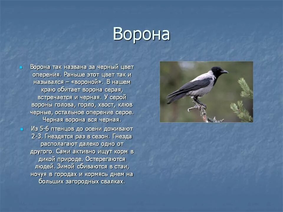 Ворона описание. Описание о вороне. Описание вороны. Доклад о вороне. Два ворона текст