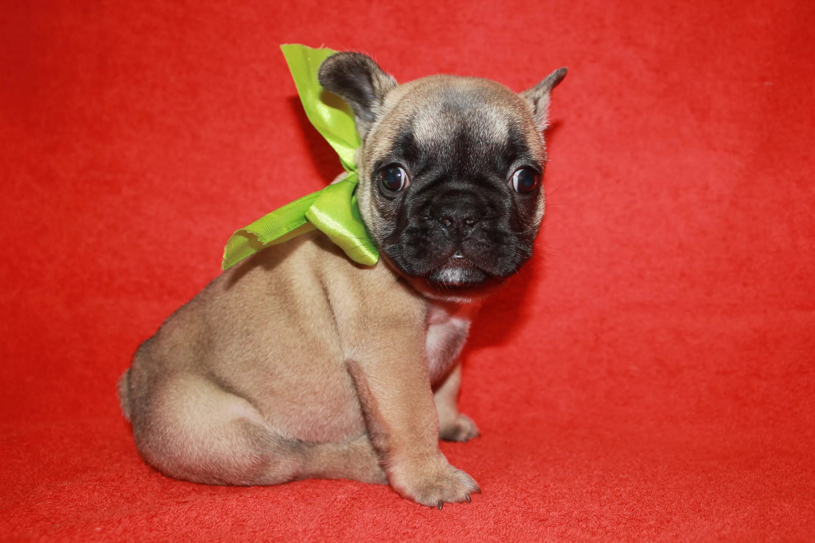 Французский бульдог 1. Бульдог fci. Французский бульдог 5 месяцев. Французский бульдог 5 месяцев. Бульдог 5 месяцев.