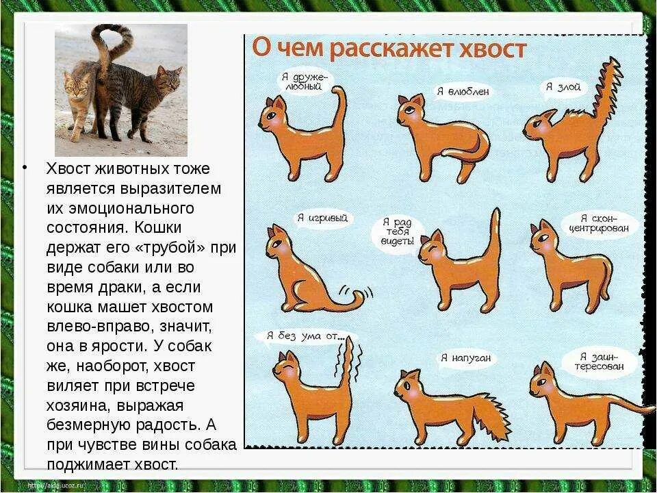Как понять домашнюю кошку. Как понять домашнюю кошку
