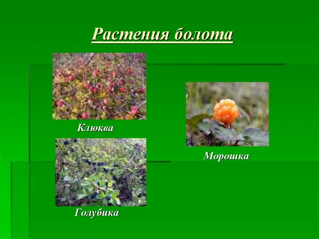 Почему растения болот. Болотная растительность. Растения на болоте. Растения произрастающие на болотах. Болотные растения названия.