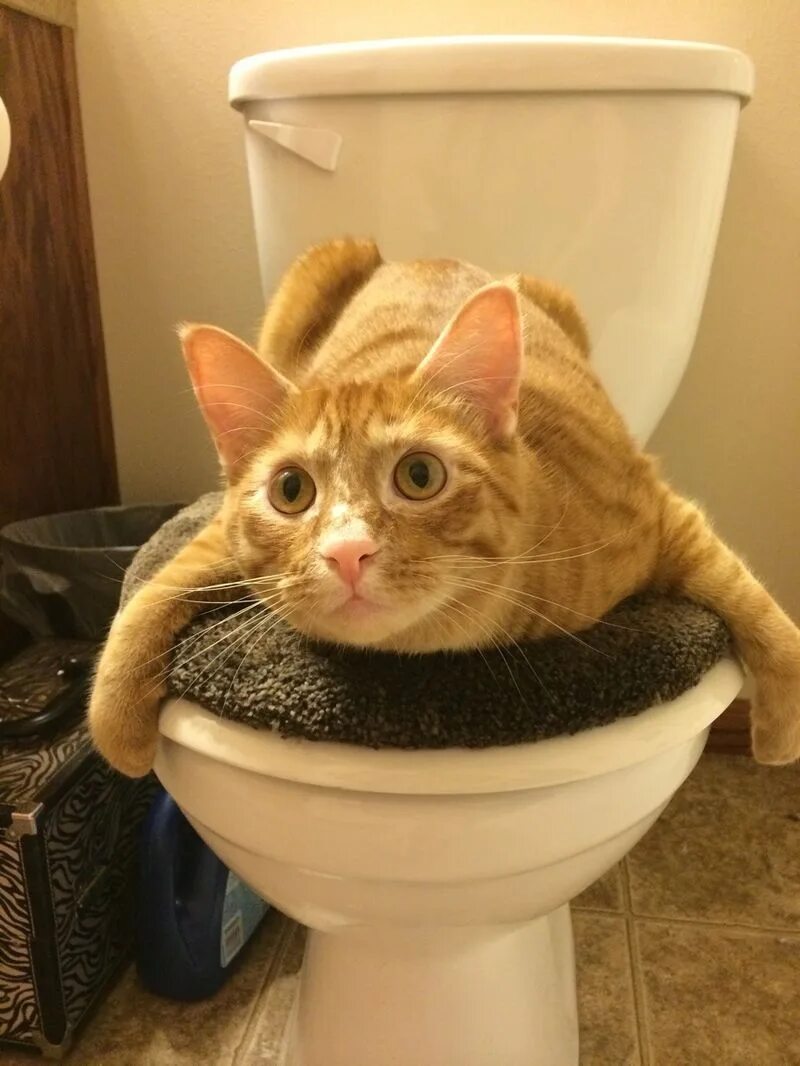 Включи очень домашний. Собака. Включи очень домашний. Фильм sex tape с камерон диаз. Видео приколы 2013.