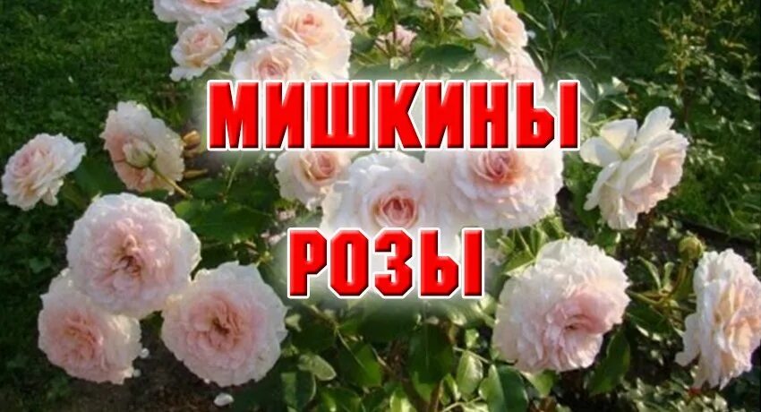 Мишкины розы питомник на весну. Питомник роз Мишкины розы. Мишкины розы интернет-магазин. Мишкины розы питомник каталог.