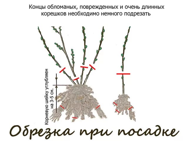 Нужно ли обрезать ремонтантную. Схема посадки ремонтантной ежевики. Посадка ежевики и малины весной. Схема посадки малины. Схема посадки ремонтантной малины.