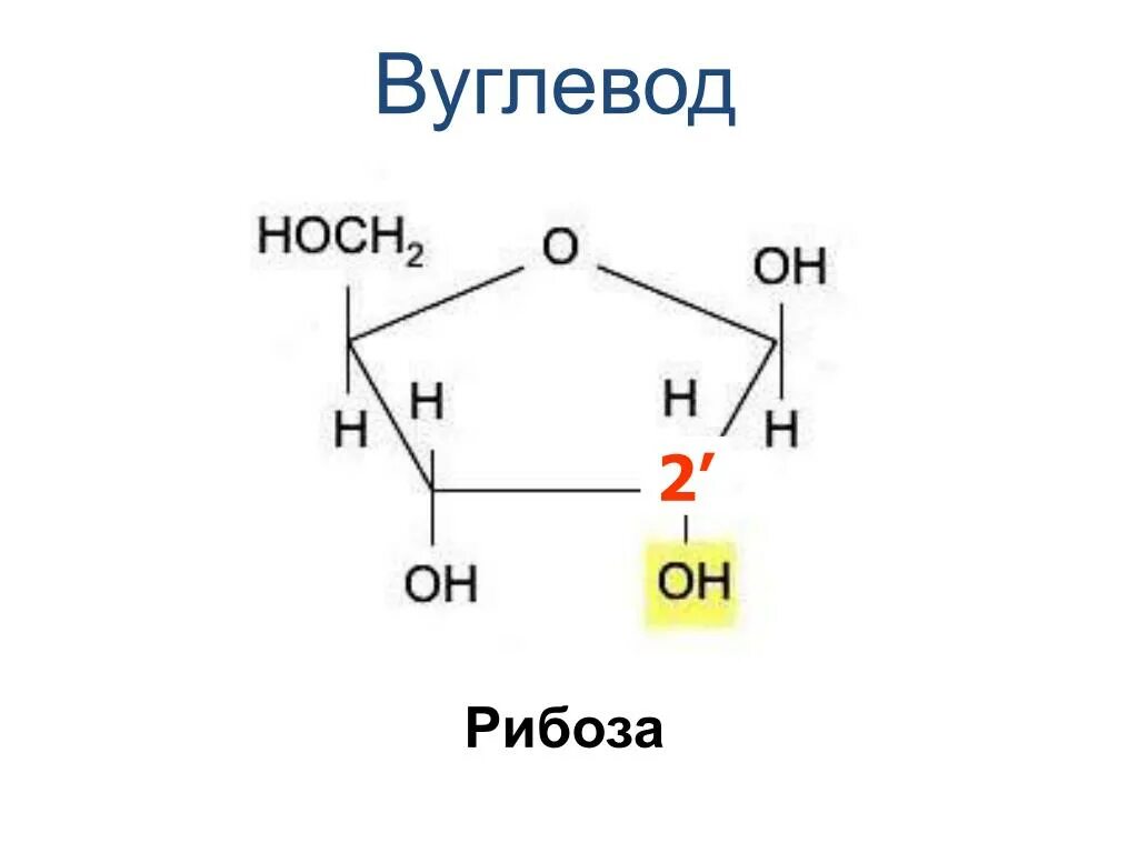 Структурная формула рибозы и дезоксирибозы. Рибоза формула. Рибоза структурная формула. Дезоксирибоза циклическая формула.