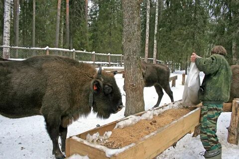 Зубра нижний новгород