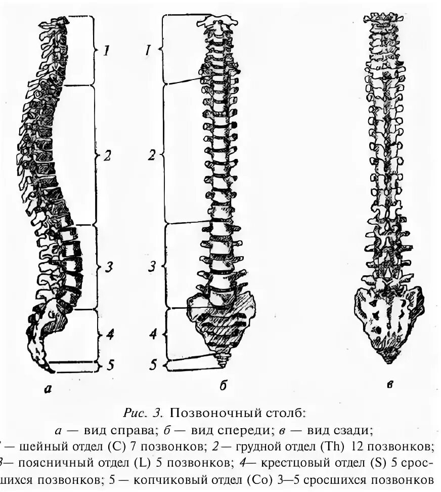 Позвоночник вид спереди. Позвоночник человека вид спереди. Позвоночный столб рисунок. Позвоночный столб анатомия человека. Сходство отделов позвоночника